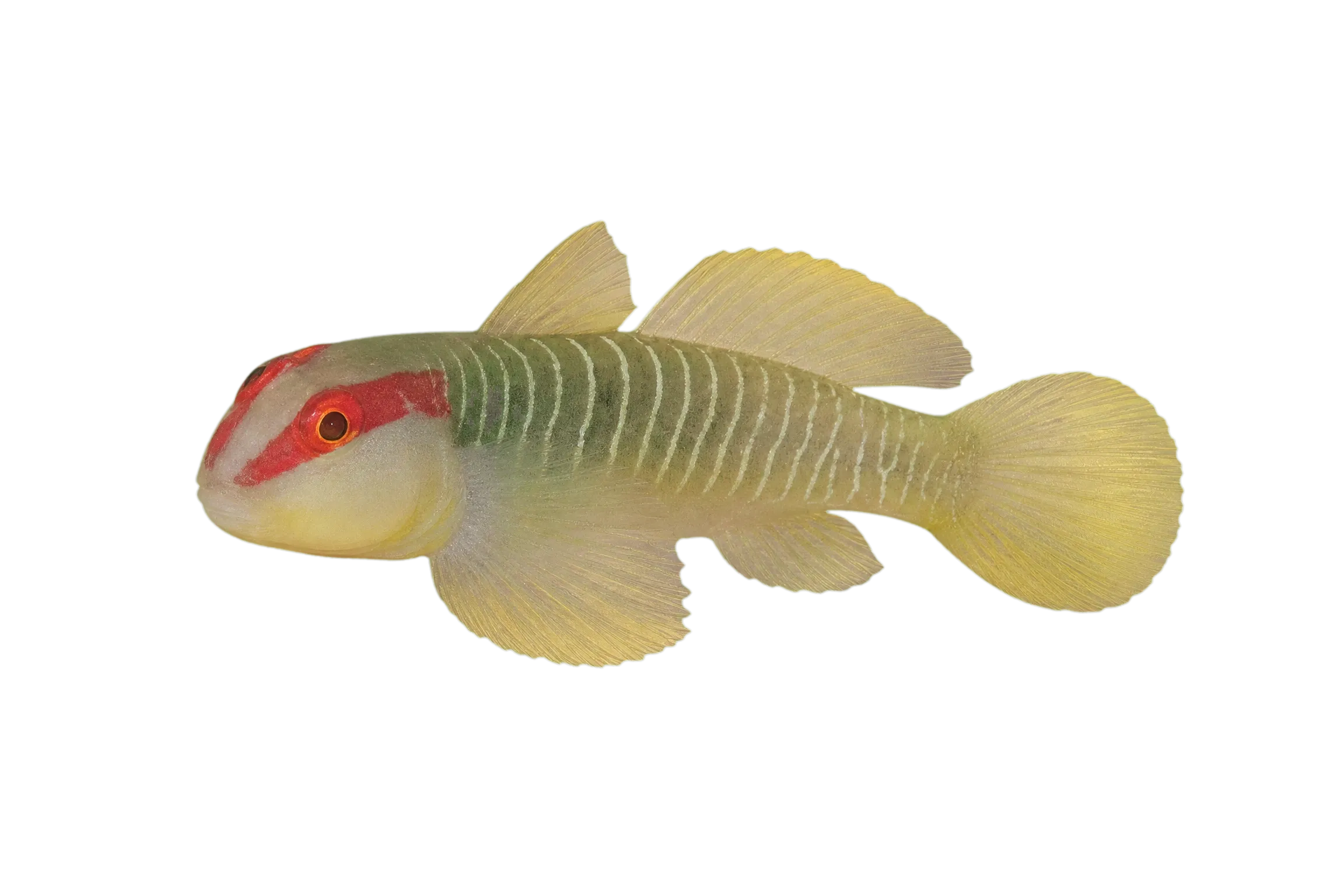 Cayman greenbanded goby (Tigrigobius harveyi) specimen