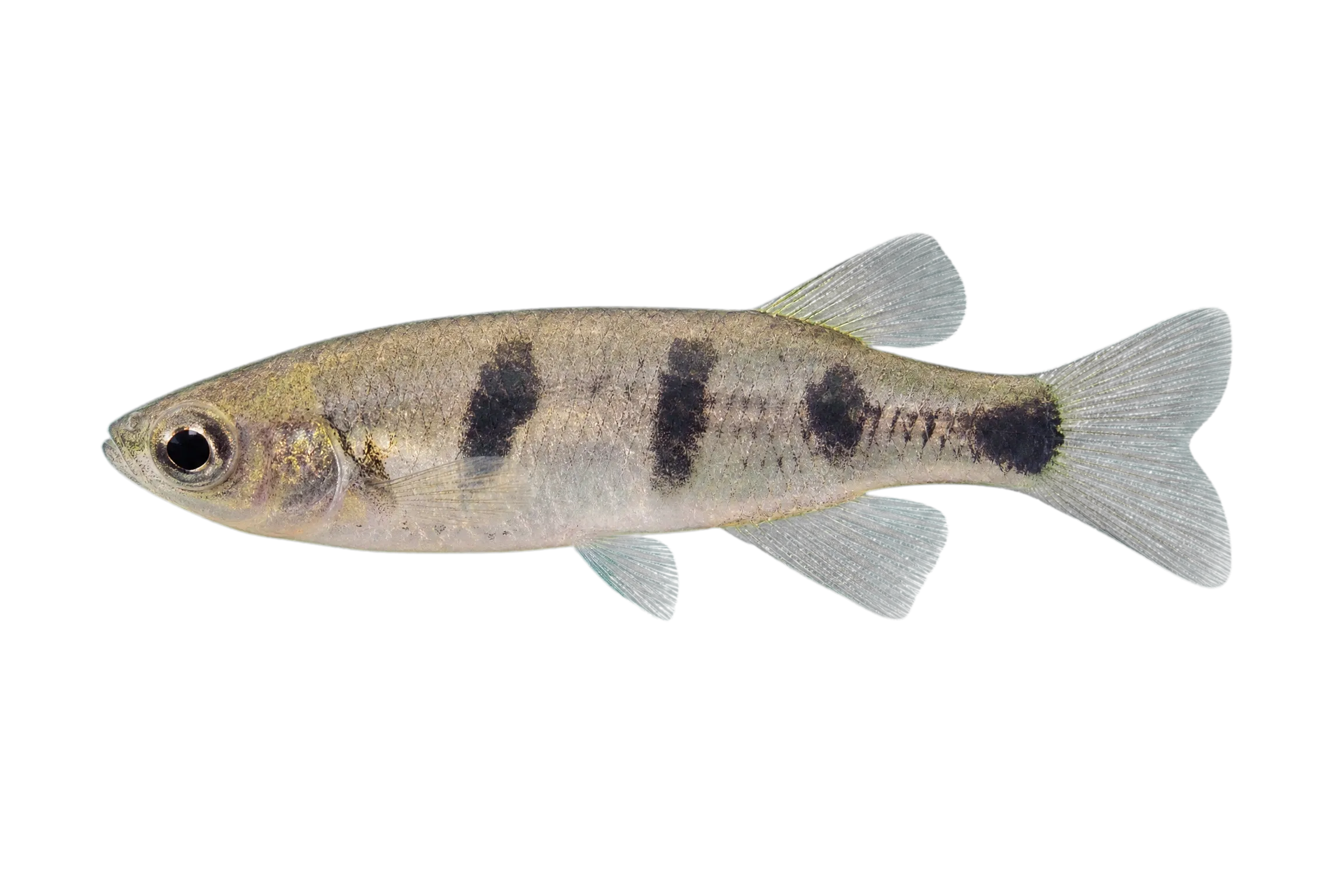 Headwater killifish (Tlaloc candalarius) specimen