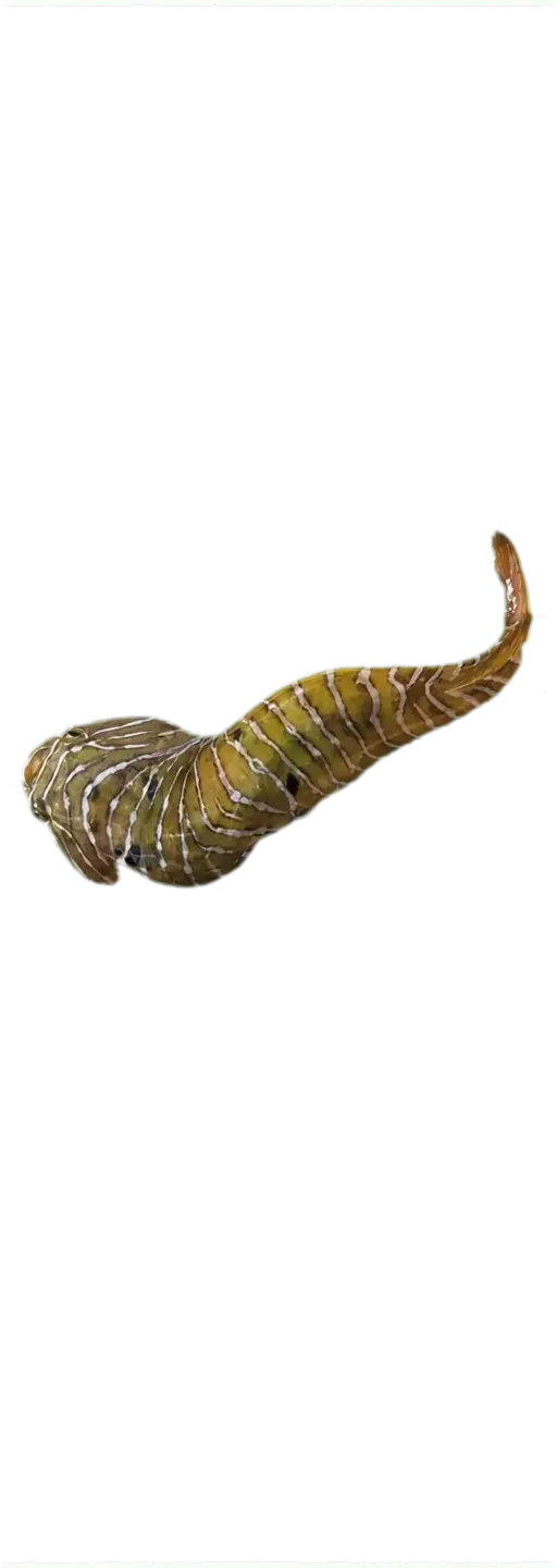 barred clingfish (Tomicodon fasciatus) specimen