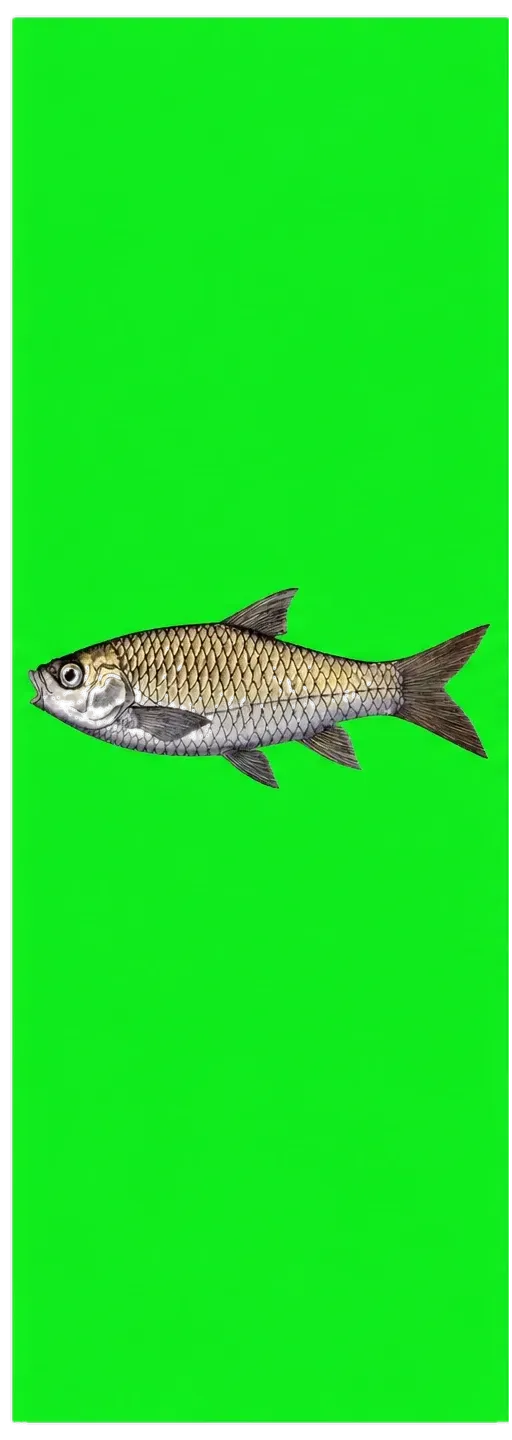 Yingjiang Mahseer (Tor yingjiangensis) specimen