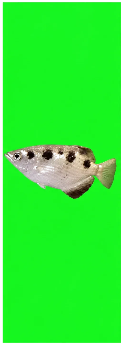 Zebra Archerfish (Toxotes blythii) specimen
