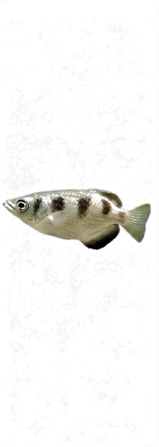 banded archerfish (Toxotes jaculatrix) specimen