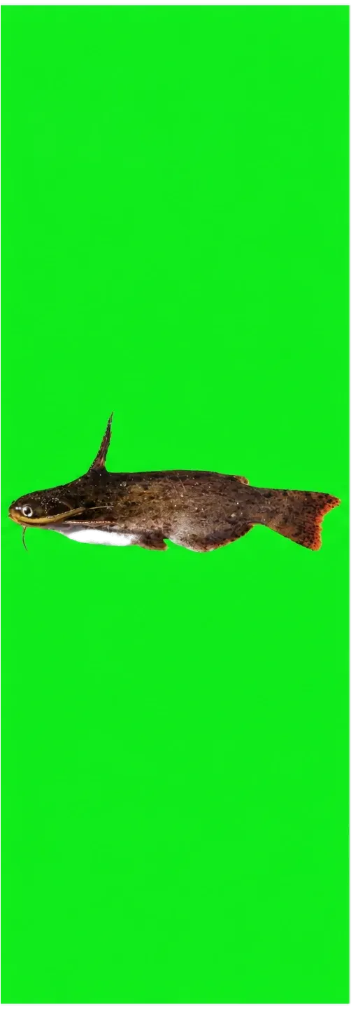 Trachelyopterus teaguei (Trachelyopterus teaguei) specimen