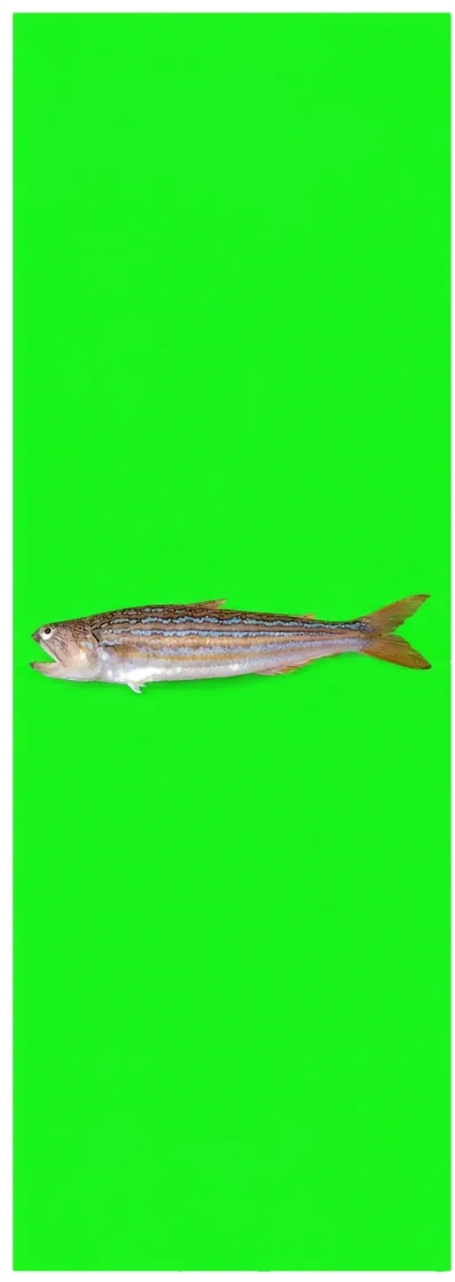 Snakefish (Trachinocephalus trachinus) specimen