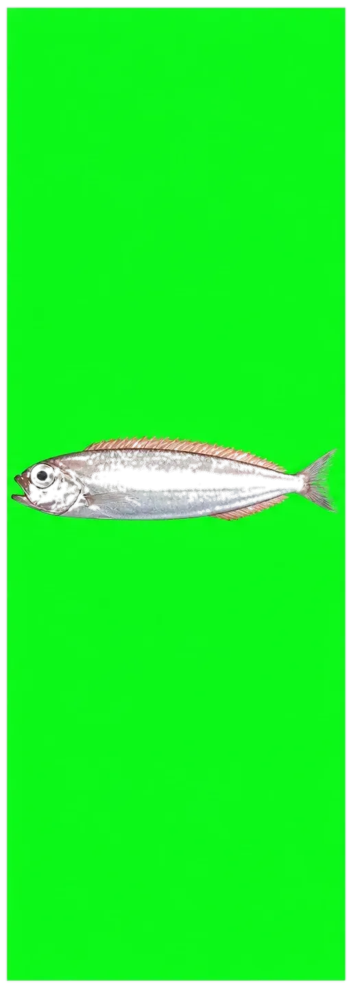 dealfish (Trachipterus arcticus) specimen