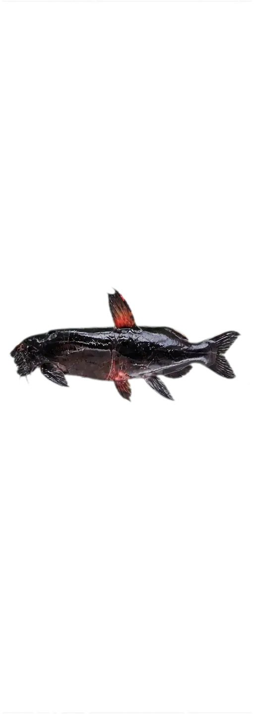 Black catfish (Trachycorystes trachycorystes) specimen