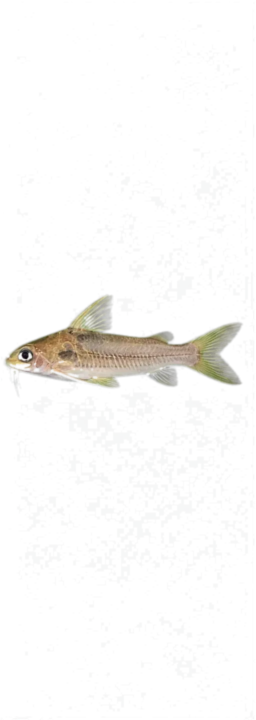 Bolivian thorny catfish (Trachydoras steindachneri) specimen