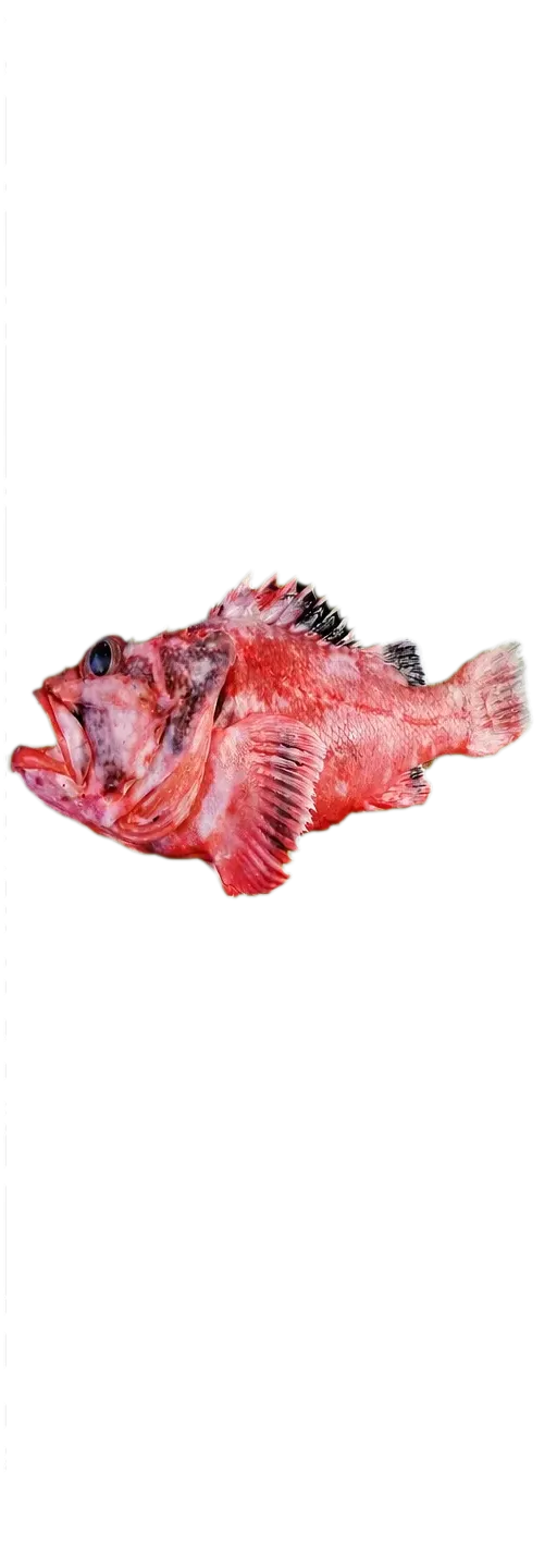 Spiny scorpionfish (Trachyscorpia echinata) specimen