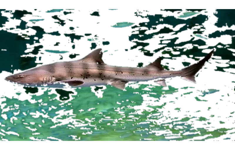 banded houndshark (Triakis scyllium) specimen