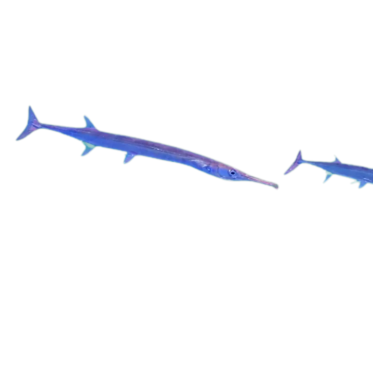 Garfish (Tylosurus imperialis) specimen