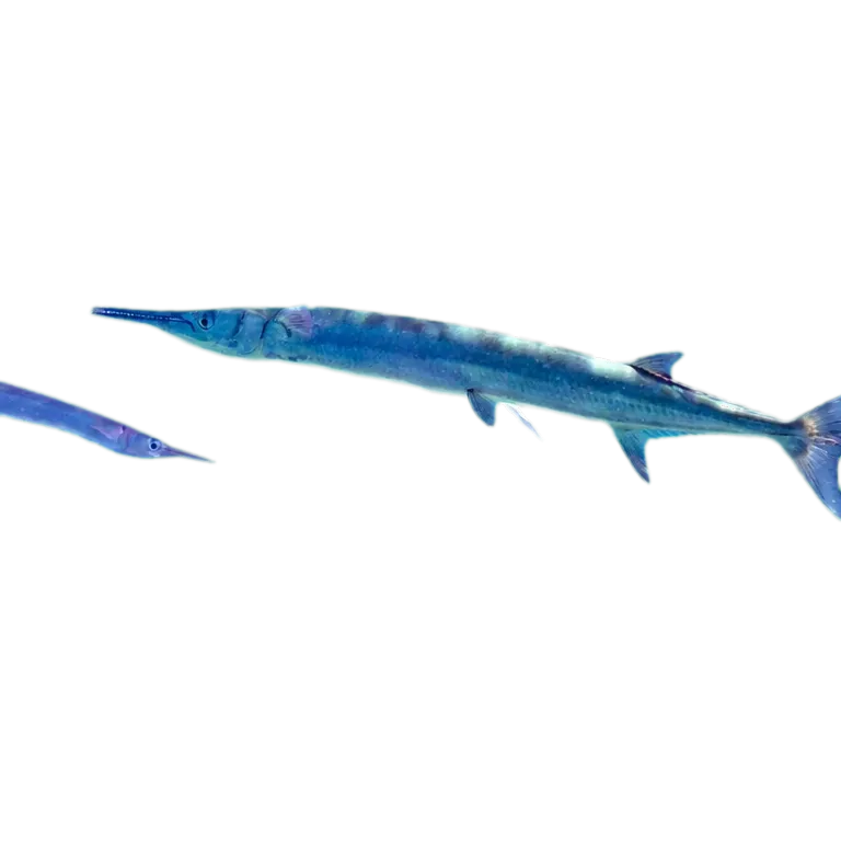 Keel-jawed needle fish (Tylosurus melanotus) specimen