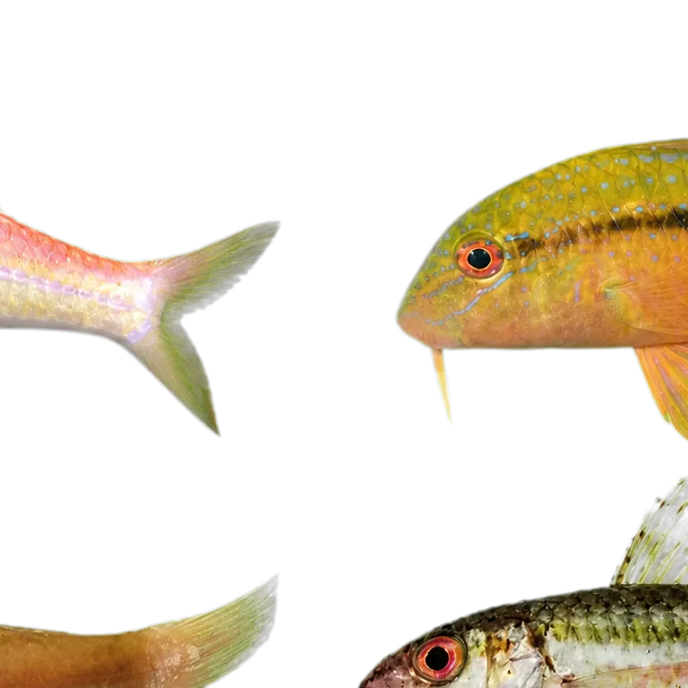 Bluespotted goatfish (Upeneichthys vlamingii) specimen