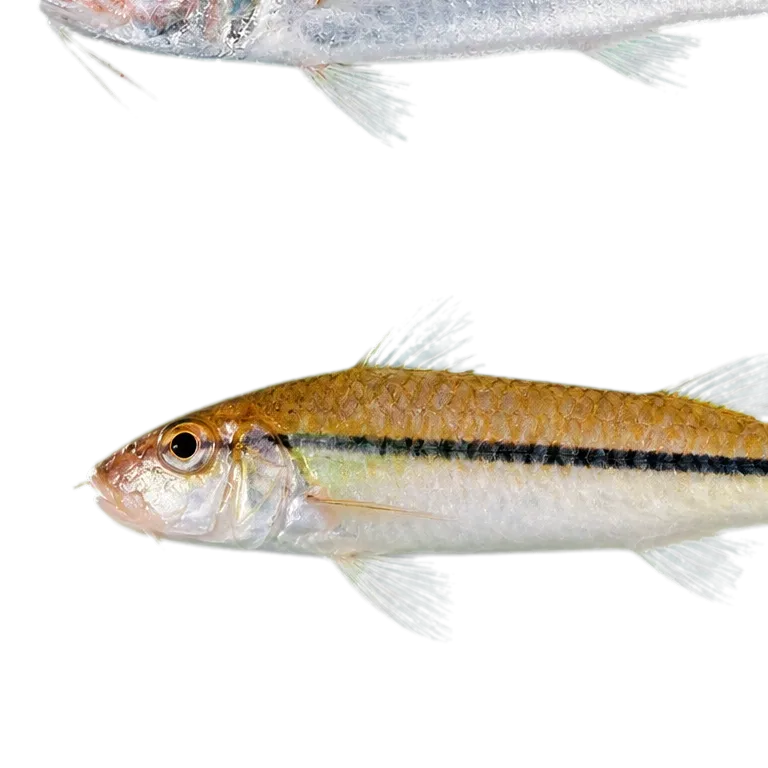 Darom's goatfish (Upeneus davidaromi) specimen