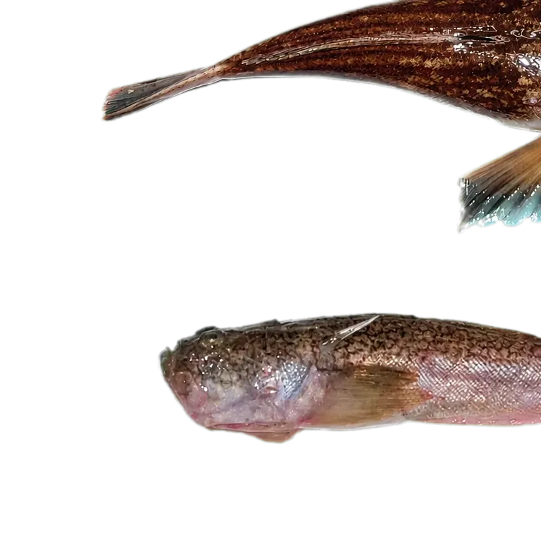 Whitemargin stargazer (Uranoscopus sulphureus) specimen