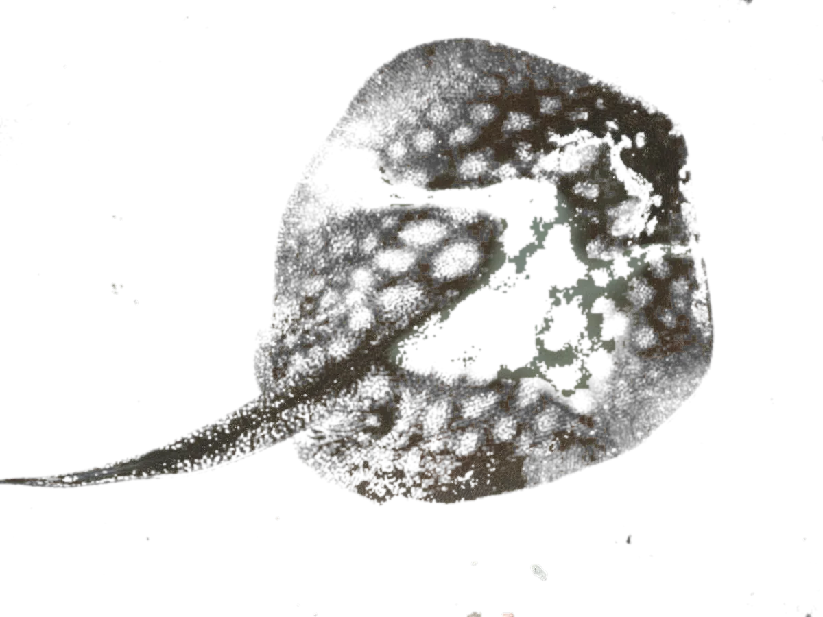 round stingray (Urobatis halleri) specimen