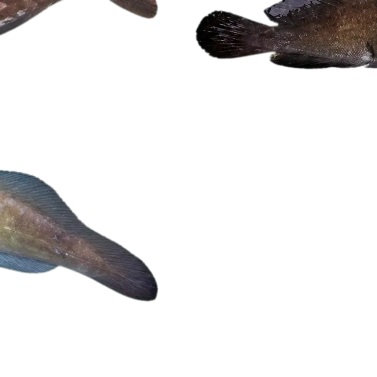 Carolina hake (Urophycis earllii) specimen