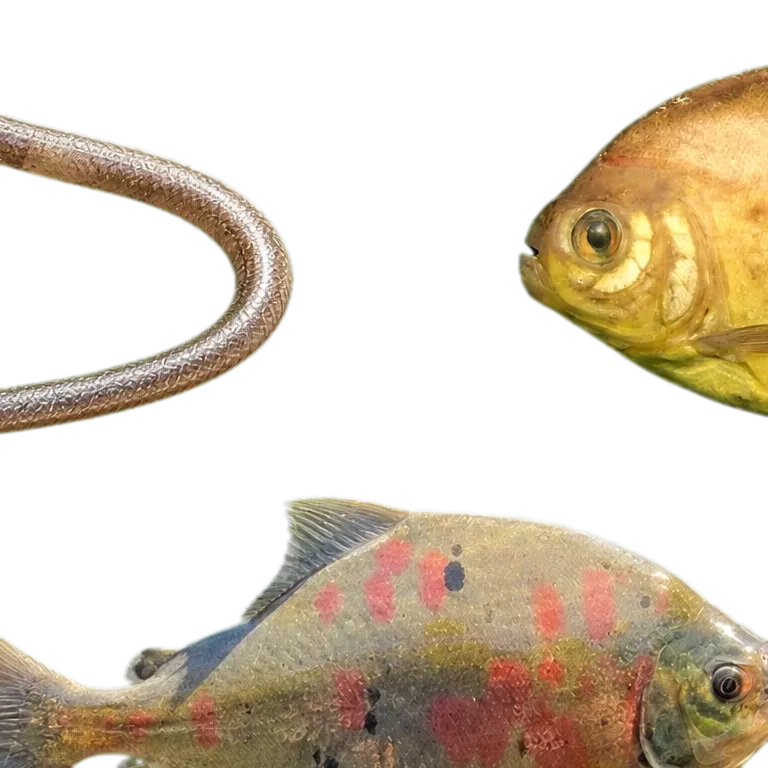 Green Pacu (Utiaritichthys longidorsalis) specimen