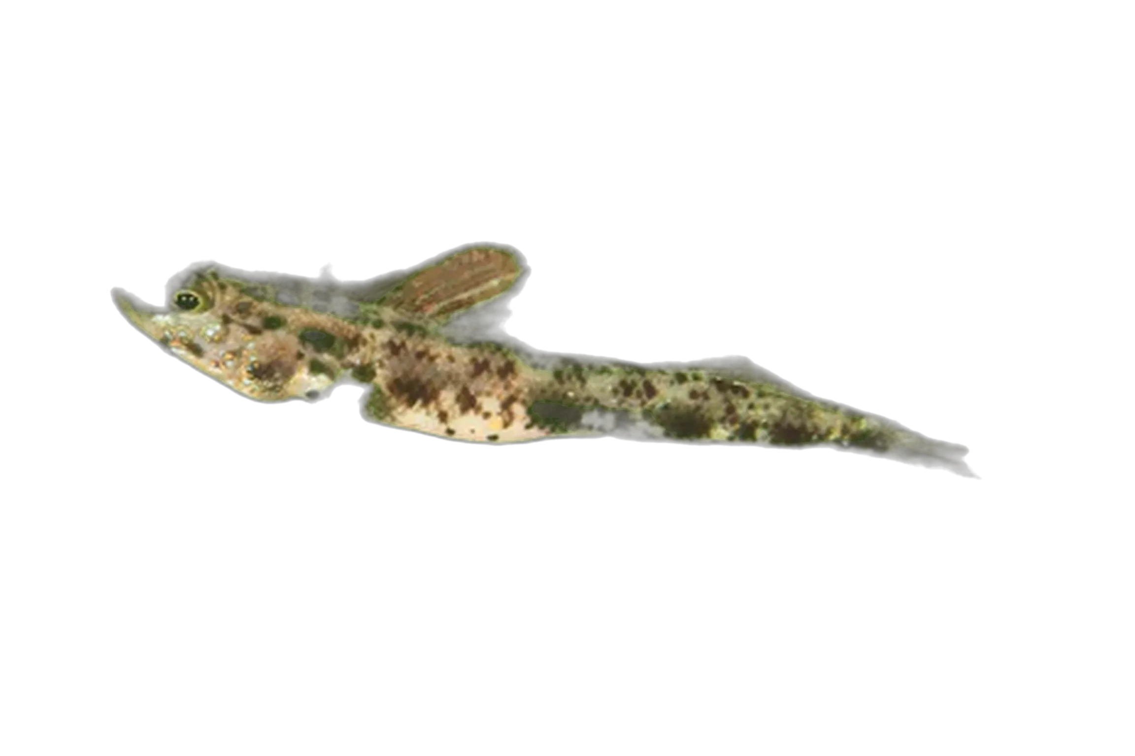 Yellowfoot shrimpgoby (Vanderhorstia phaeosticta) specimen