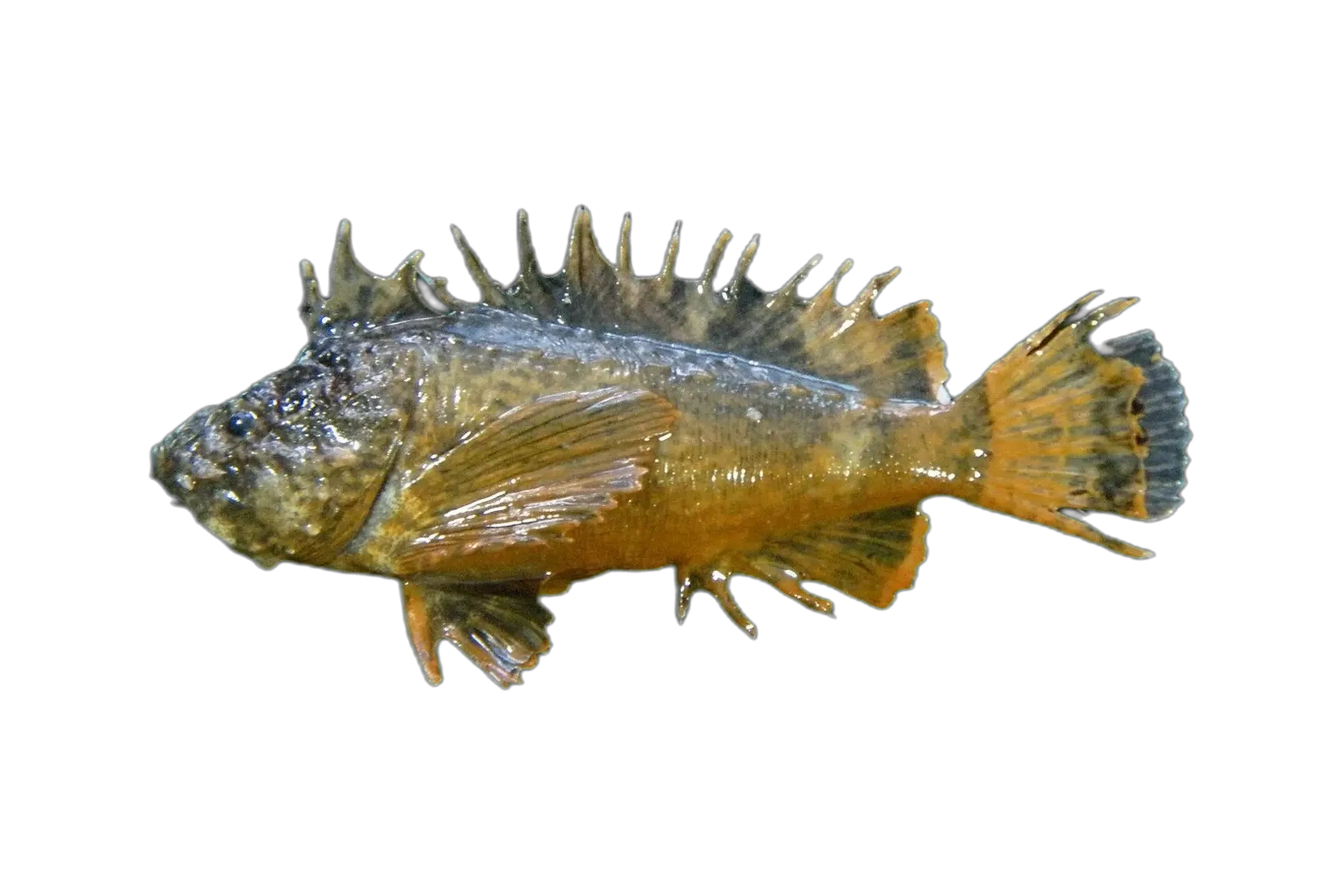 Goblinfish (Vespicula trachinoides) specimen