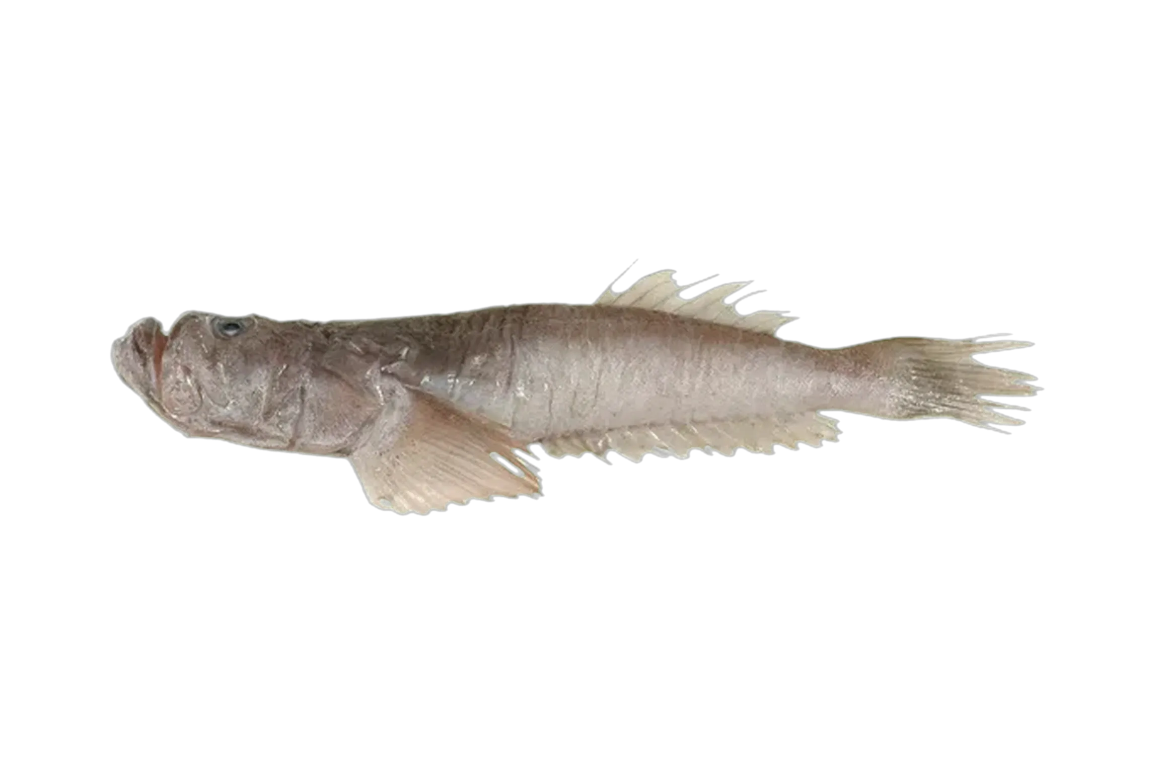 Ringed stargazer (Xenocephalus cribratus) specimen