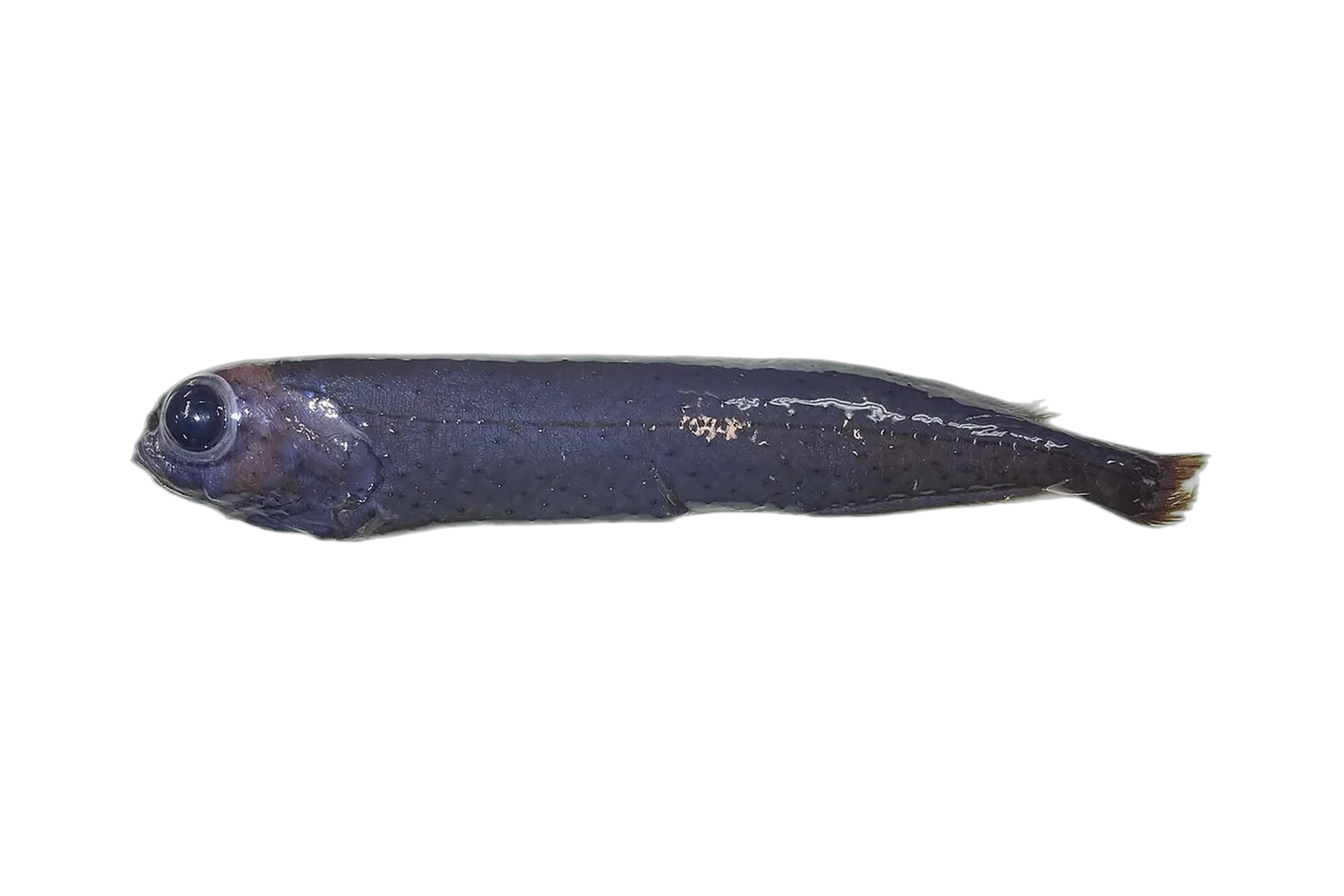 Atlantic gymnast (Xenodermichthys copei) specimen