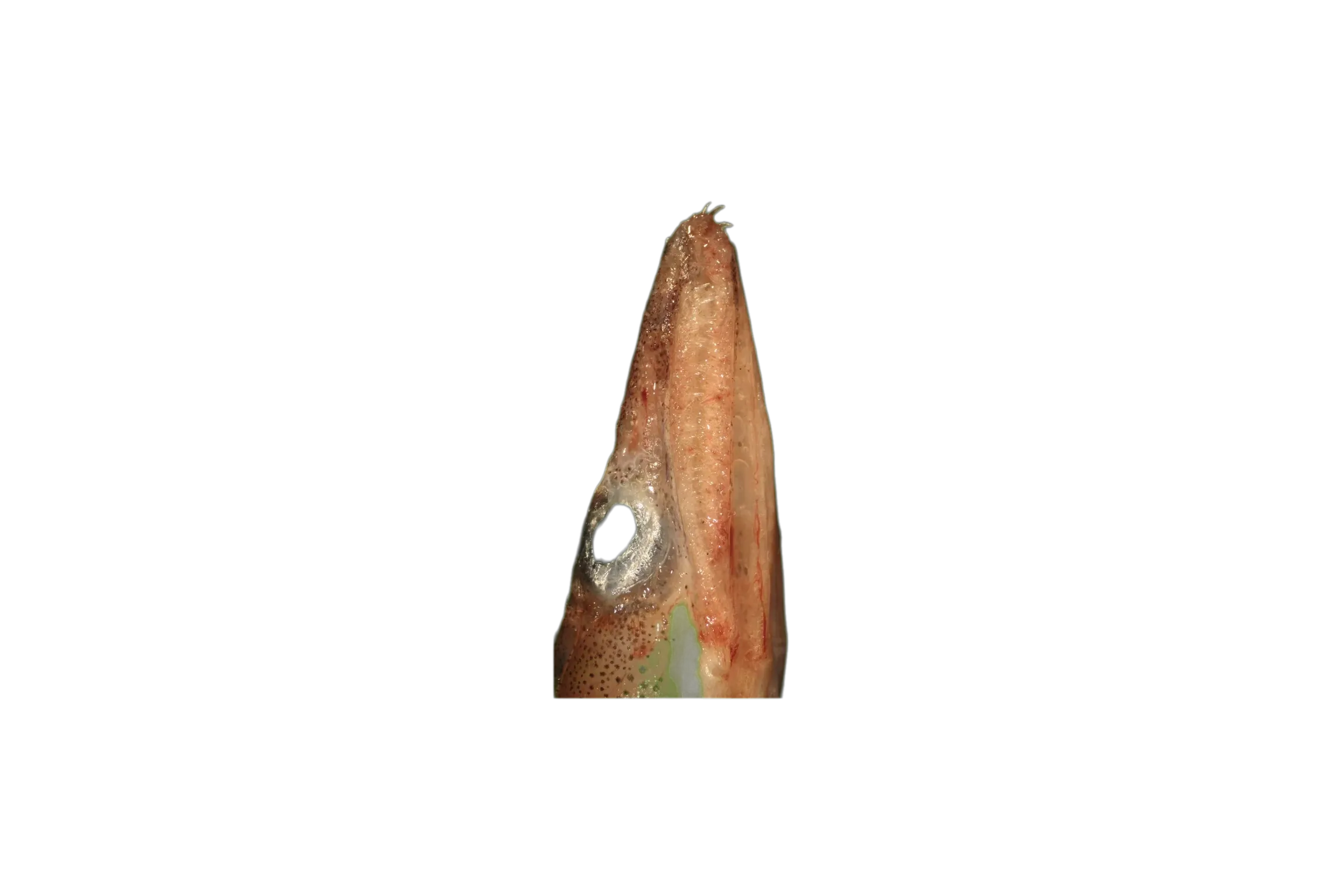 bristletooth conger (Xenomystax congroides) specimen