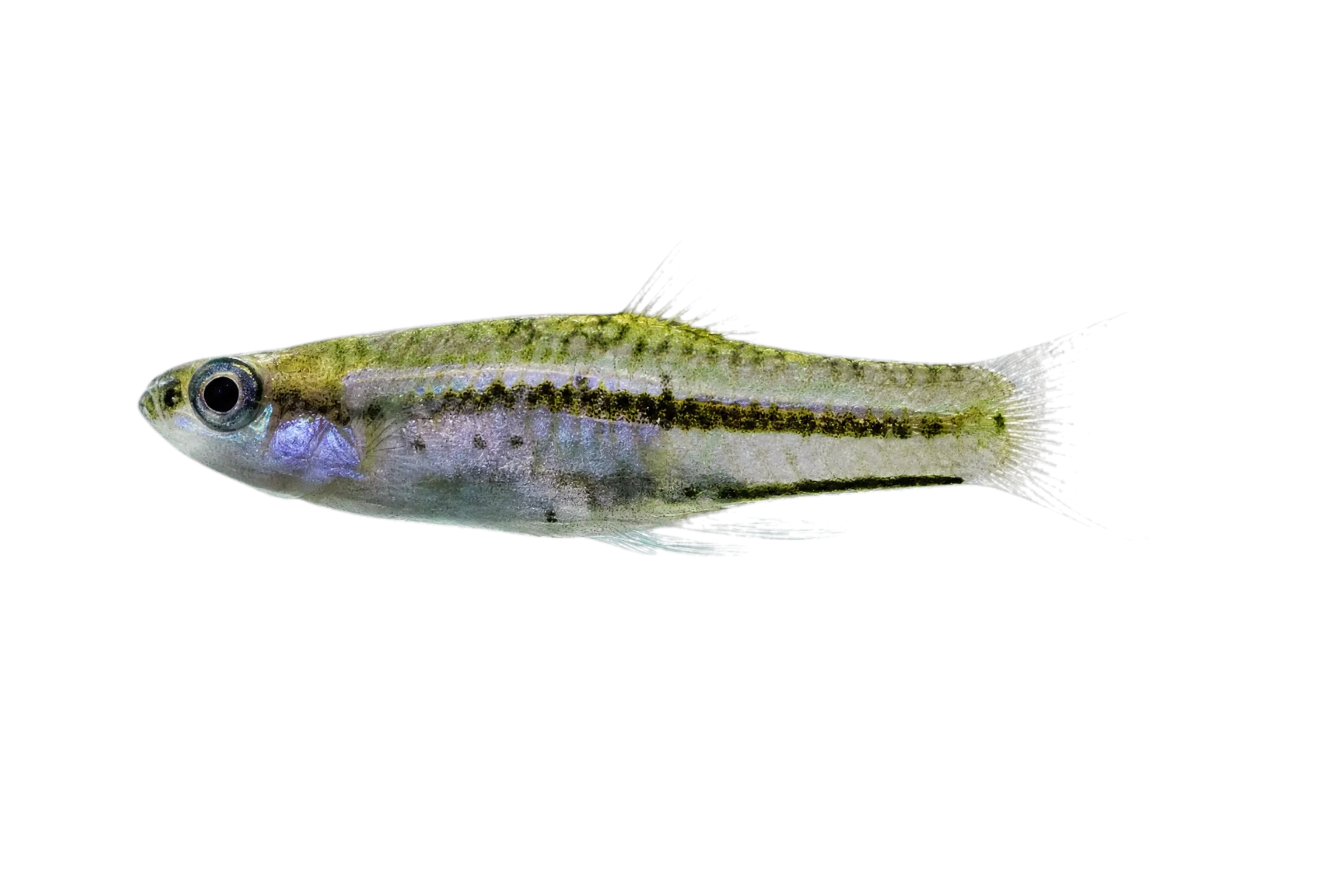 Short-sword Platyfish (Xiphophorus continens) specimen
