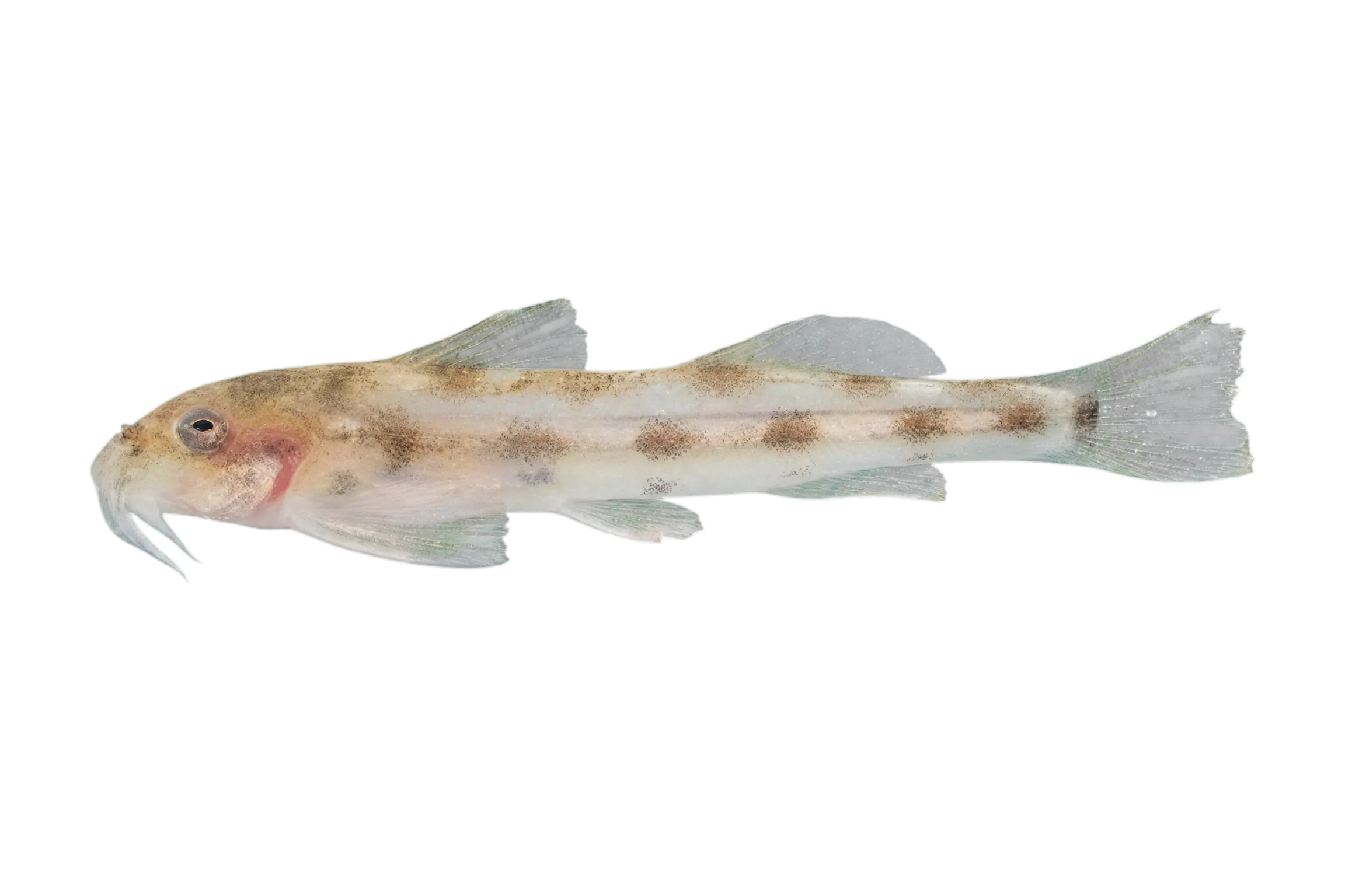 Eastern sand catlet (Zaireichthys monomotapa) specimen