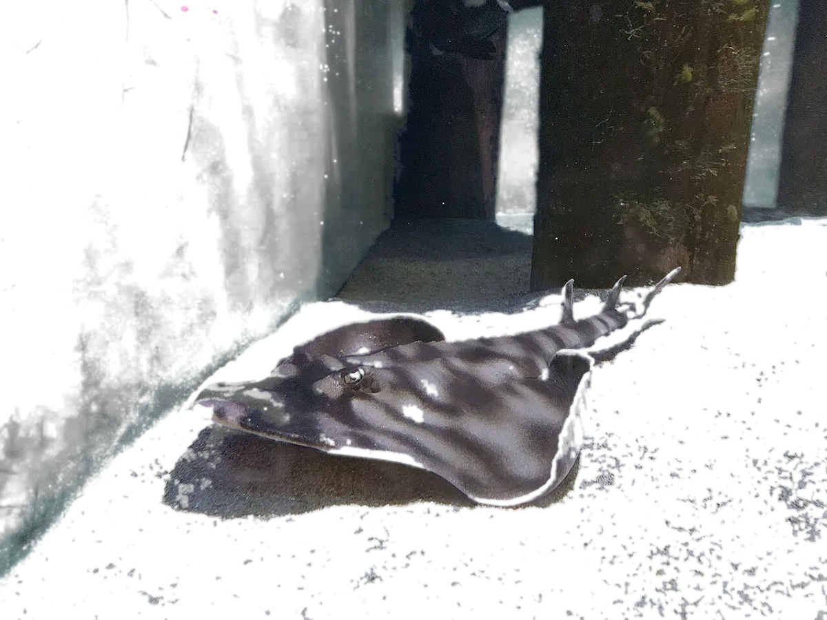 banded guitarfish (Zapteryx exasperata) specimen