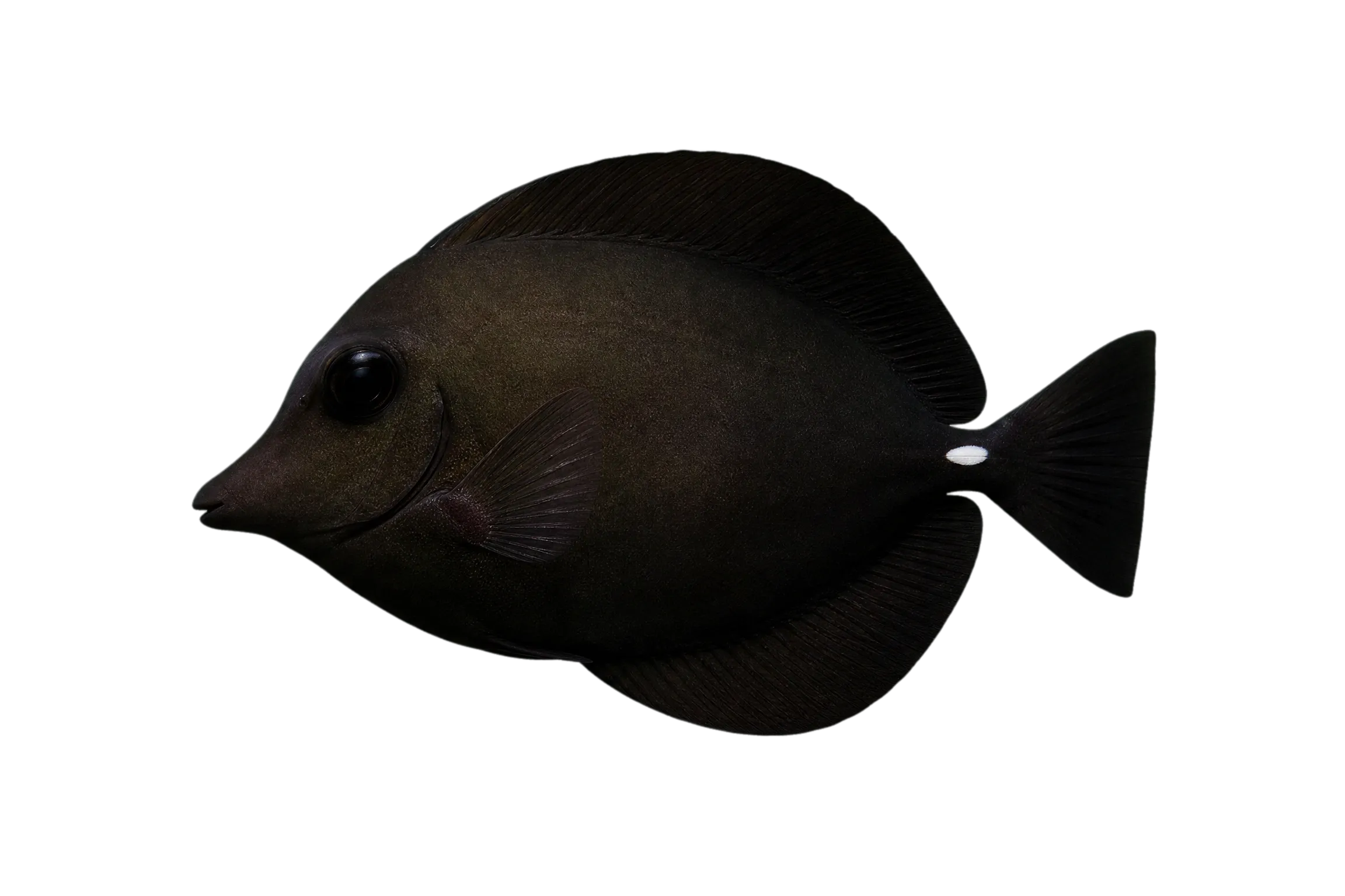 Longnose surgeonfish (Zebrasoma rostratum) specimen