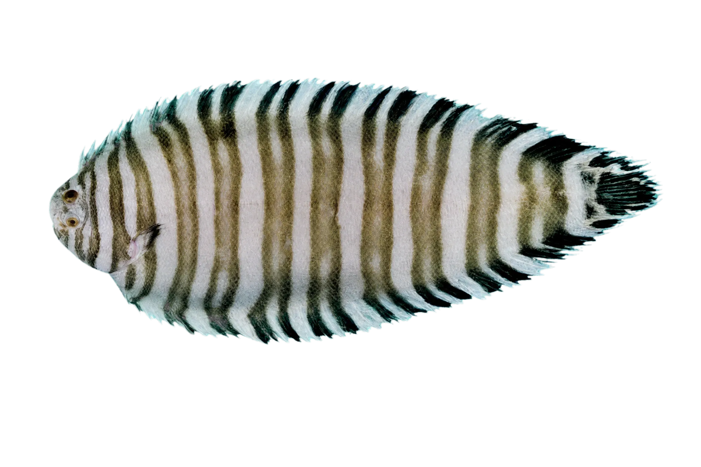 Convict zebra sole (Zebrias captivus) specimen
