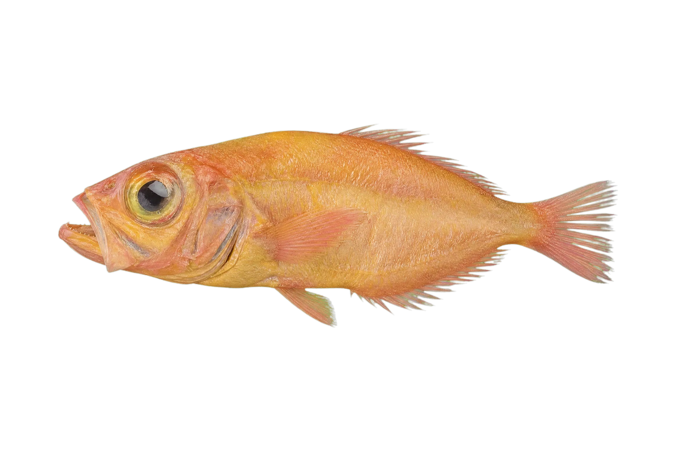 Dwarf dory (Zenion hololepis) specimen