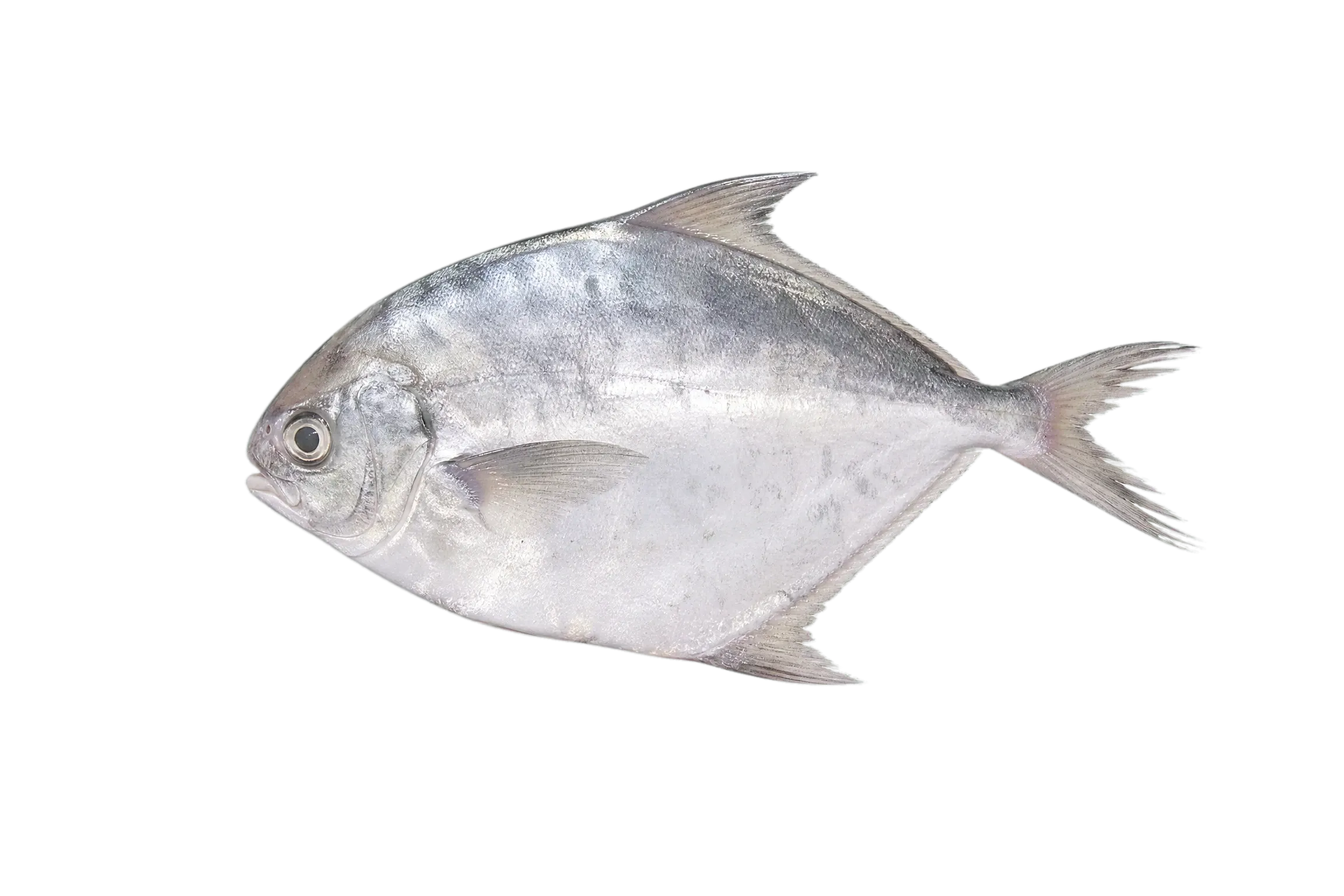 Fixed-spine Mirror Dory (Zenopsis stabilispinosa) specimen