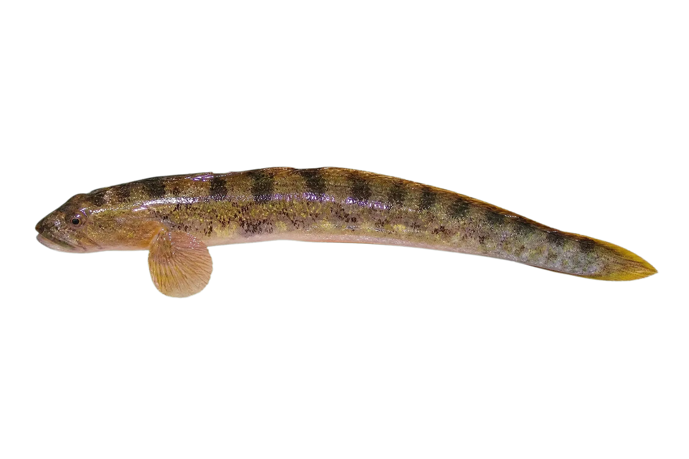 eelpout (Zoarces viviparus) specimen