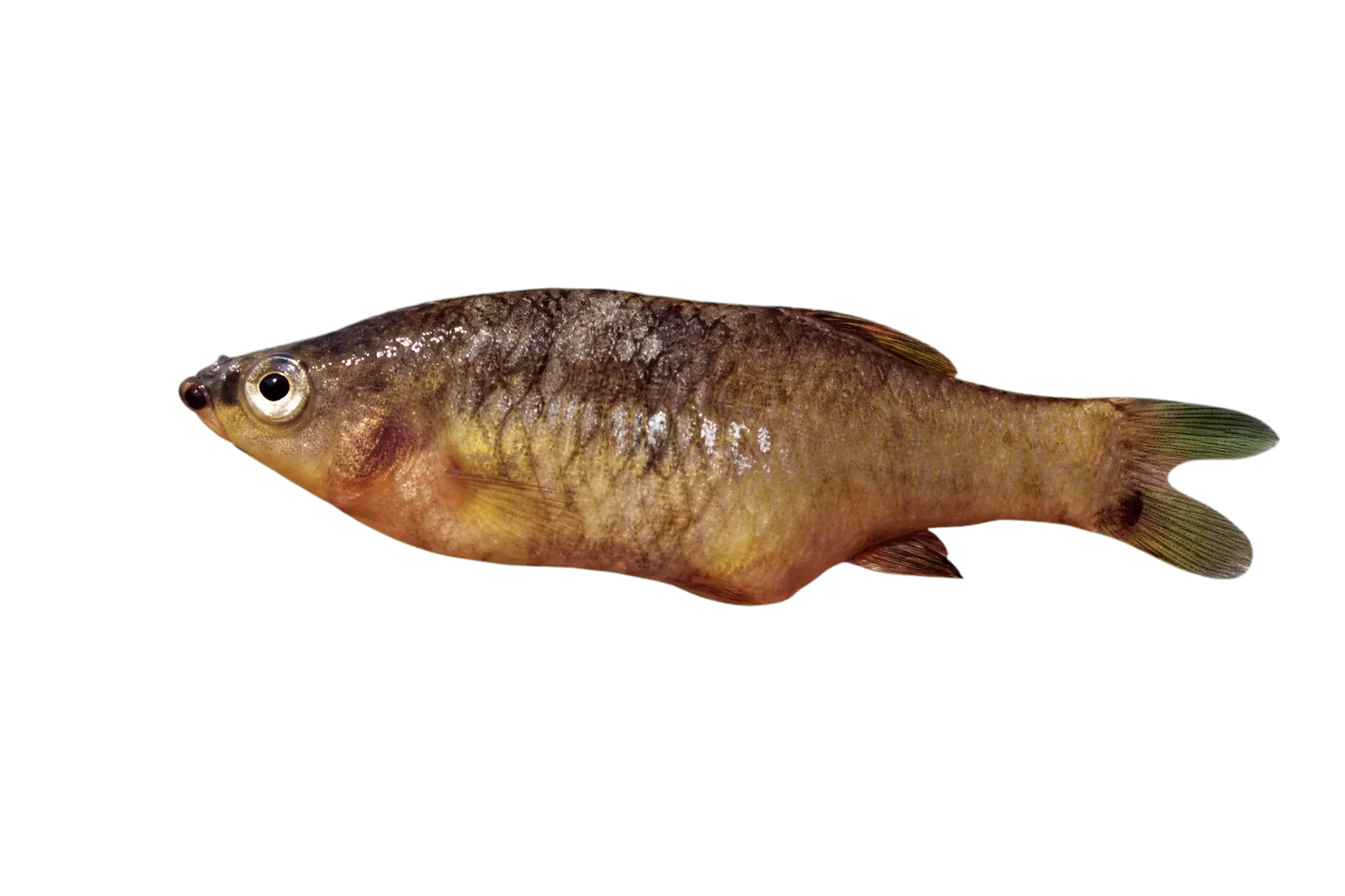 Picote Splitfin (Zoogoneticus quitzeoensis) specimen
