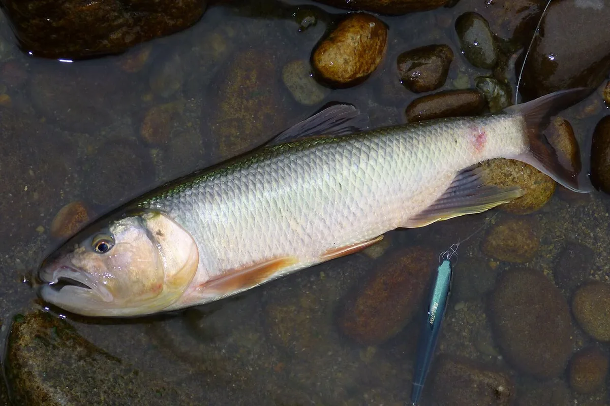 Three-lips (Opsariichthys uncirostris)