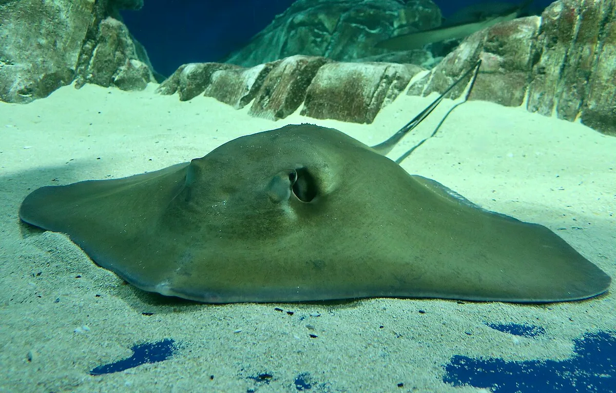 Brown stingray (Bathytoshia lata)