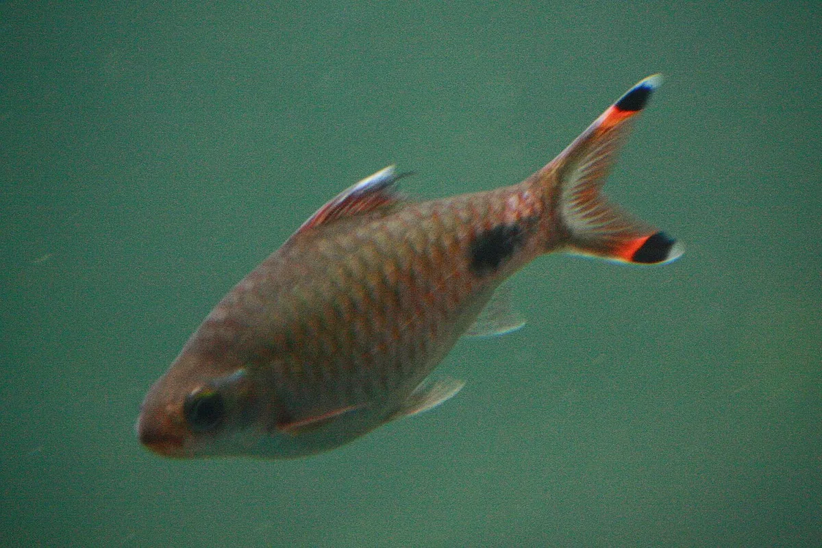 Wynaad barb (Puntius mahecola)