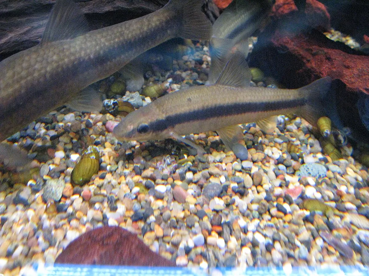 Black Stripe Gudgeon (Pungtungia herzi)