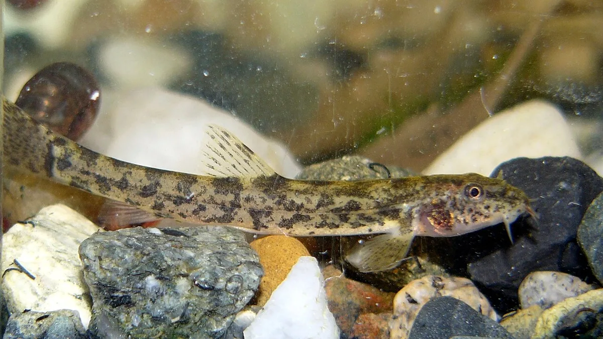 stone loach (Barbatula barbatula)