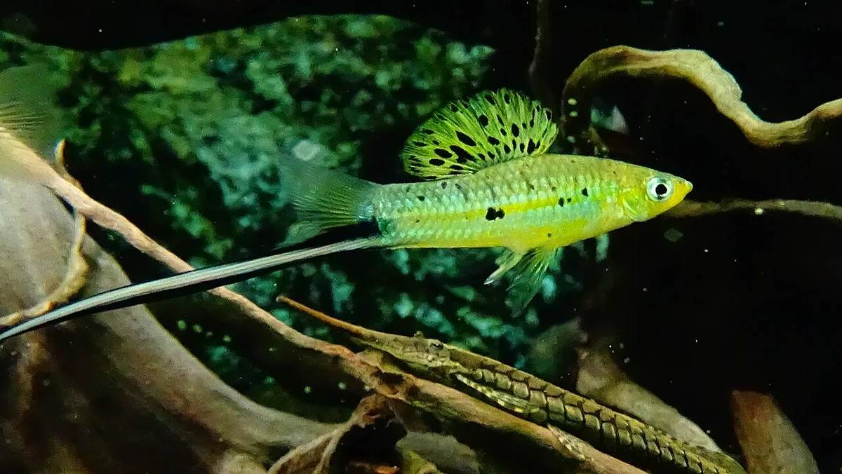 Moctezuma Swordtail (Xiphophorus montezumae)