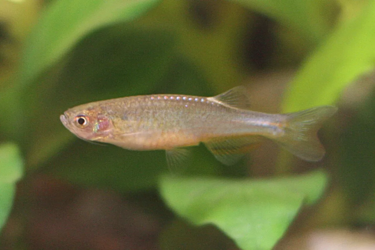 Purple passion danio (Danio roseus)