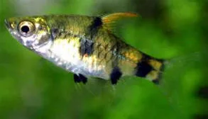 Golden barb (Pethia gelius)