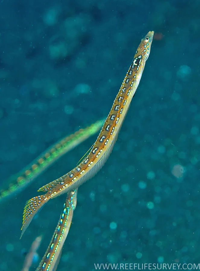 Long-rayed sand-diver (Trichonotus elegans)