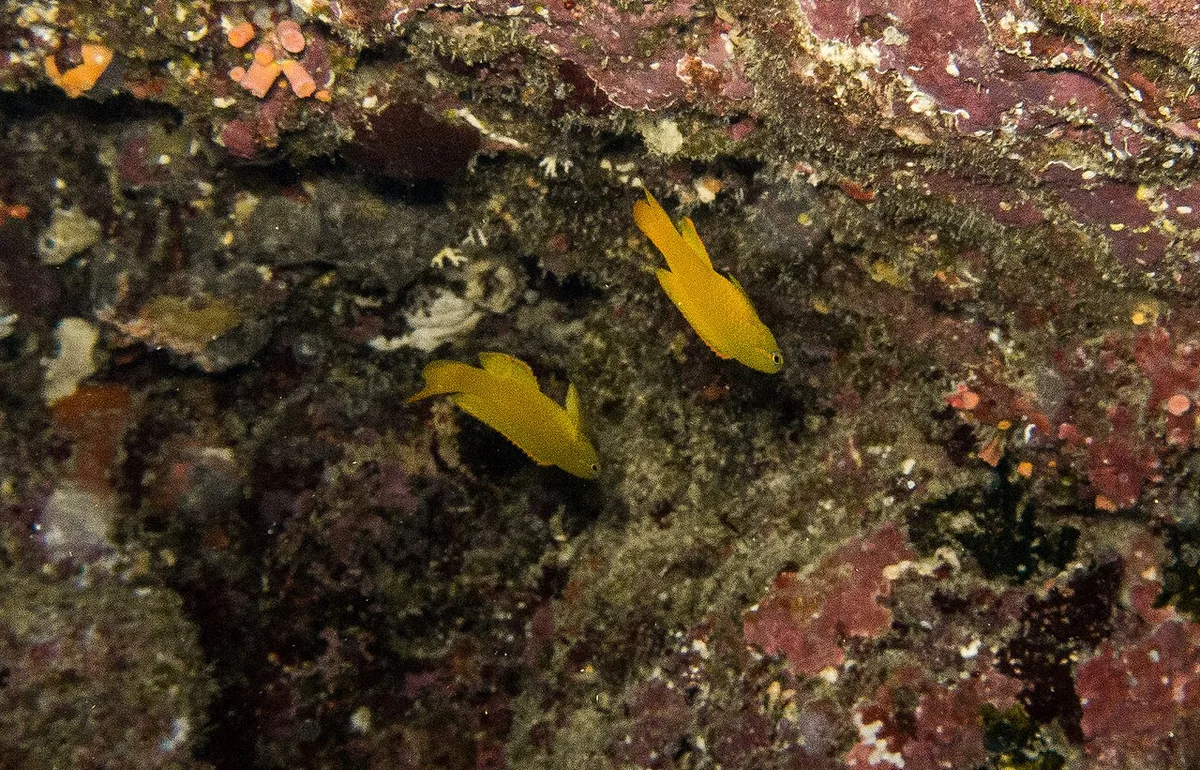 Yellow devilfish (Assessor flavissimus)
