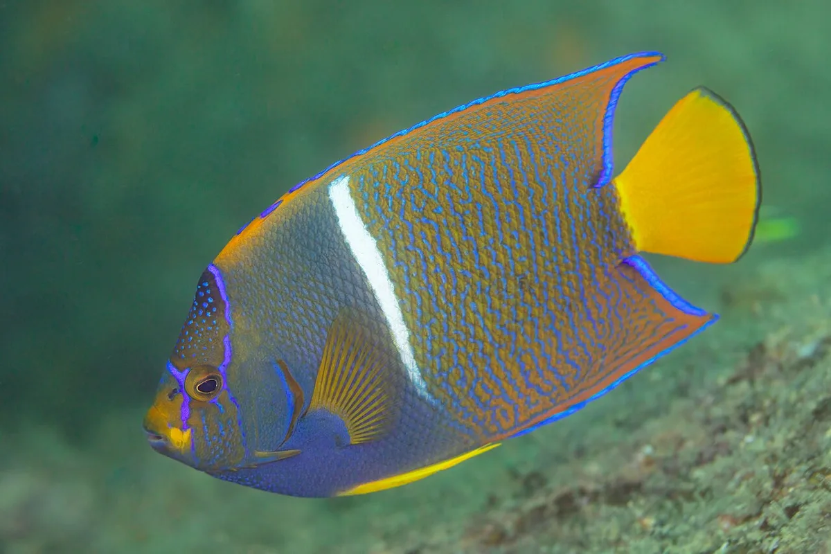 king angelfish (Holacanthus passer)