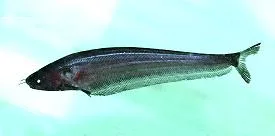 Mekong club-barbel sheatfish (Hemisilurus mekongensis)