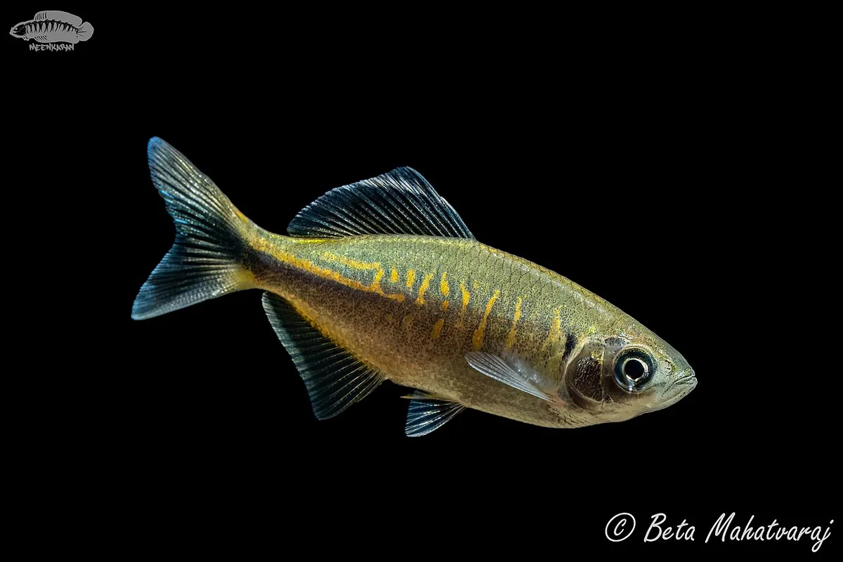 Bengal danio (Devario devario)