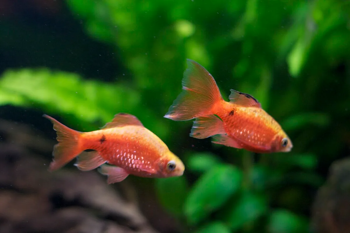rosy barb (Pethia conchonius)