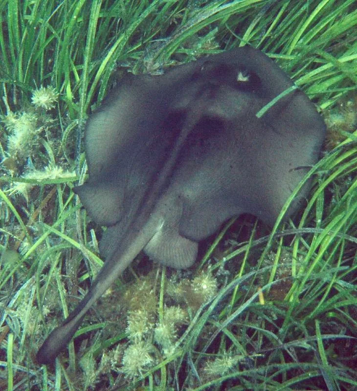 Striped stingaree (Trygonoptera ovalis)
